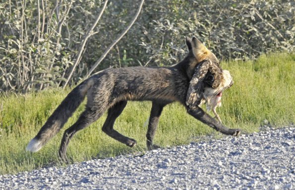red-fox-with-prey-2