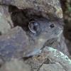 collared-pika-2-denali-n.p.