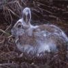 snowshoe-hare-juneau