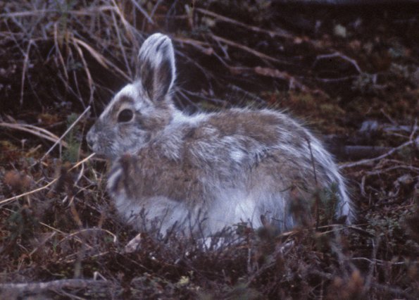 snowshoe-hare-juneau