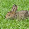 snowshoe-hare-juvenile