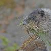Hoary-Marmot-with-grass