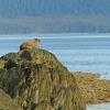 hoary-marmot-along-saltwater-beach