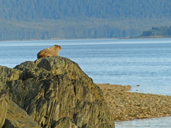 hoary-marmot-along-saltwater-beach