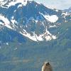 hoary-marmot-and-mt.-jumbo