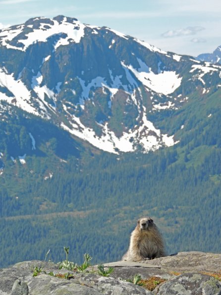 hoary-marmot-and-mt.-jumbo