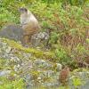 hoary-marmot-and-sooty-grouse-chick-in-the-alpine