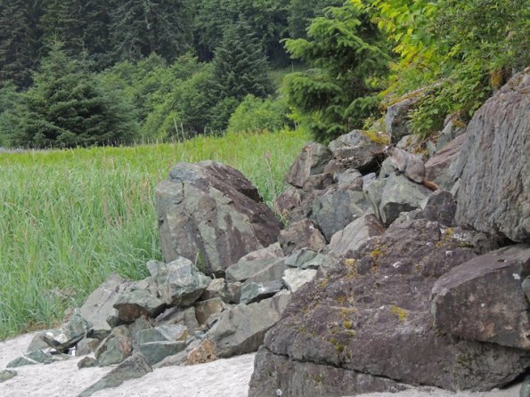 hoary-marmot-at-eagle-beach-1