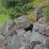 hoary-marmot-at-eagle-beach-2