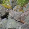 hoary-marmot-at-eagle-beach-3