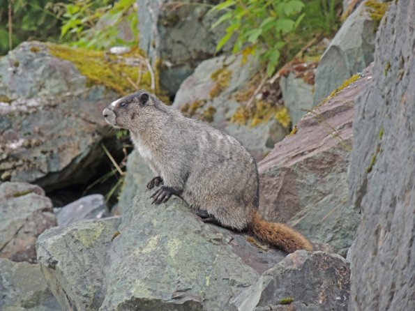 hoary-marmot-at-eagle-beach-3