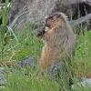 hoary-marmot-at-the-beach-eating-goosetongue