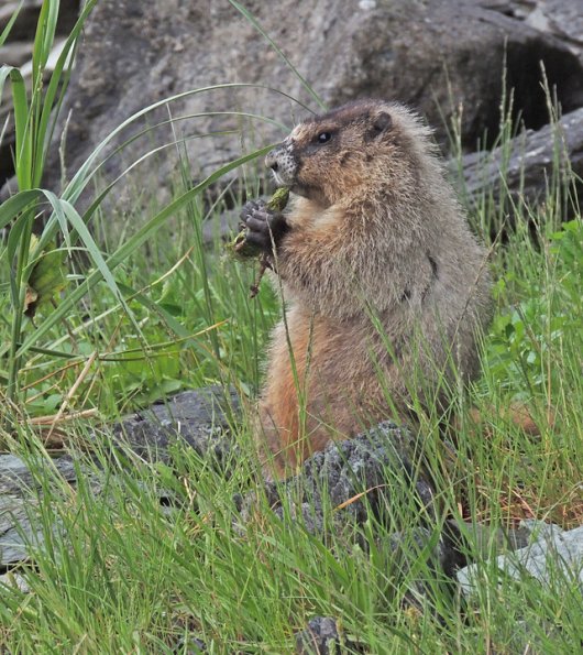 hoary-marmot-at-the-beach-eating-goosetongue