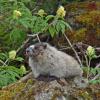 hoary-marmot-at-the-beach-with-elderberry