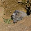 hoary-marmot-baby-emerging-from-den