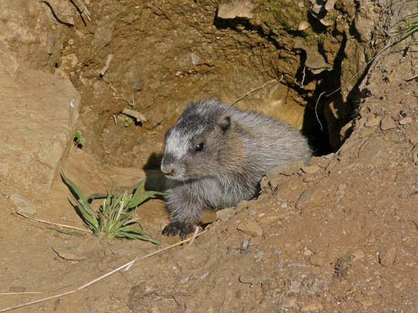 hoary-marmot-baby-emerging-from-den