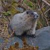 hoary-marmot-beach-april-30-2013-at-iso-1200