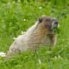 hoary-marmot-eating-hairy-cinquefoil