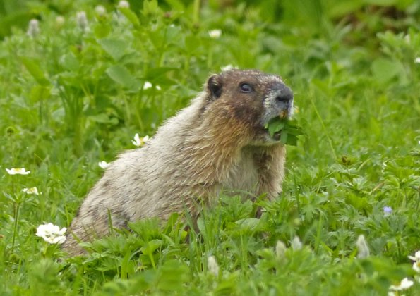 hoary-marmot-eating-hairy-cinquefoil