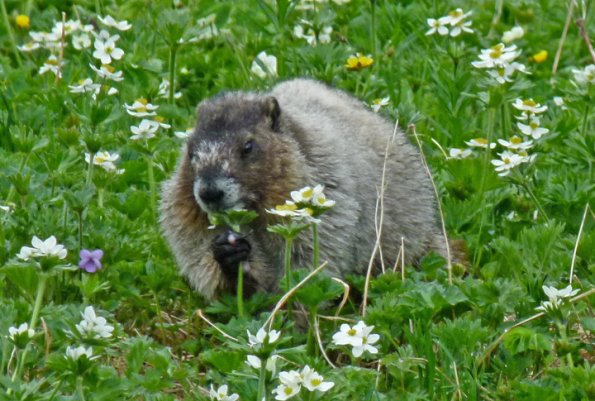 hoary-marmot-eating-narcissus-anemone