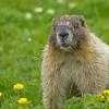 hoary-marmot-in-the-alpine-on-july-11-2013