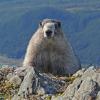 hoary-marmot-in-the-alpine