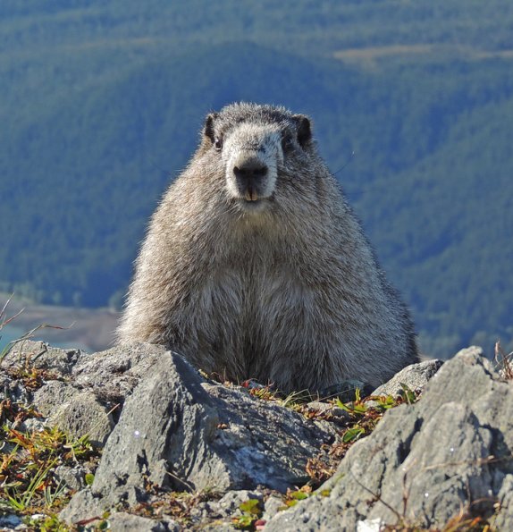 hoary-marmot-in-the-alpine