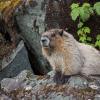 hoary-marmot-iso-100-hand-held-1-100-sec.-1000mm