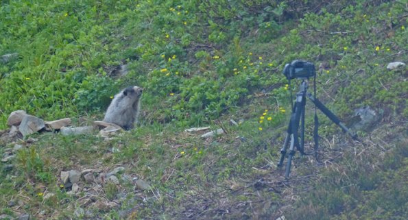 hoary-marmot-posing-for-camera
