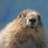 hoary-marmot-up-close-2