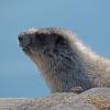 hoary-marmot-up-close-3
