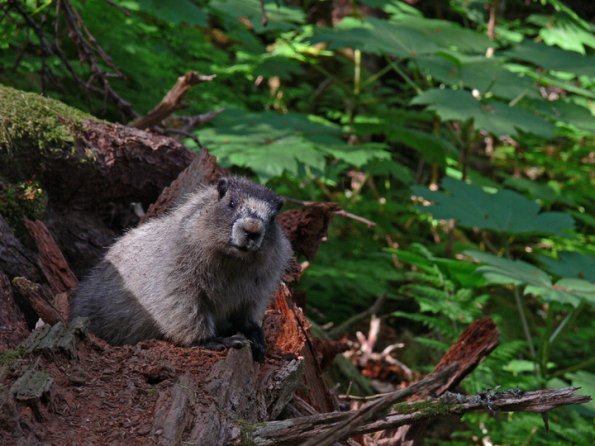 hoary-marmot-with-devils-club