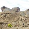 hoary-marmots-and-cooley-s-buttercups