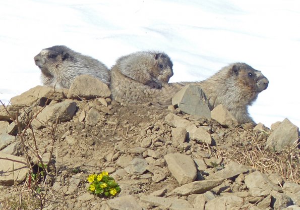 hoary-marmots-and-cooley-s-buttercups