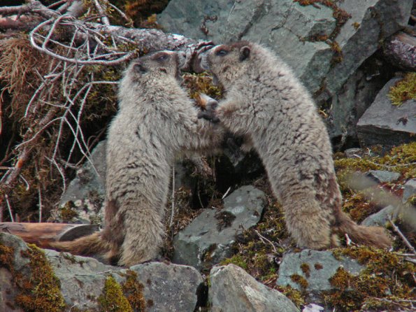 hoary-marmots-at-the-beach-playing-2