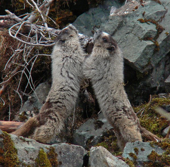 hoary-marmots-at-the-beach-playing