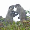 hoary-marmots-playing-1