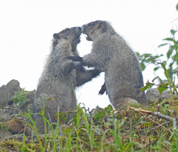 hoary-marmots-playing-1