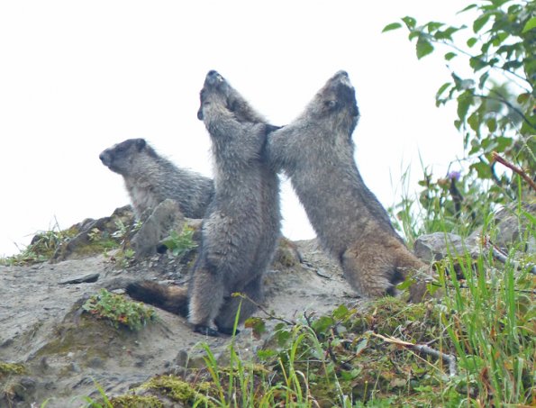 hoary-marmots-playing-2