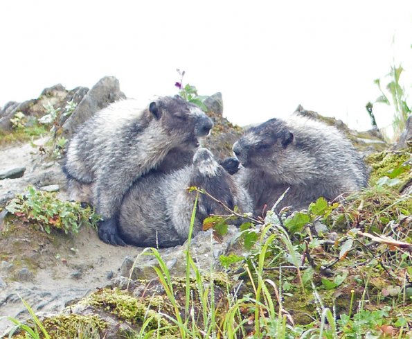 hoary-marmots-playing-3