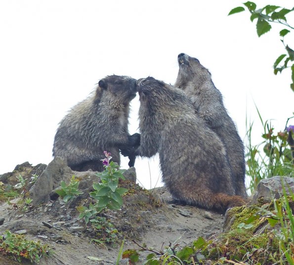 hoary-marmots-playing-4