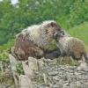 marmot-and-baby-with-fur-pulled-out-2