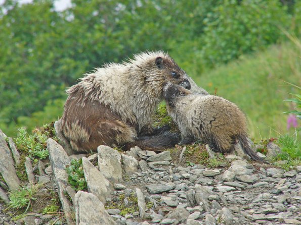 marmot-and-baby-with-fur-pulled-out-2