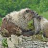 marmot-and-baby-with-fur-pulled-out