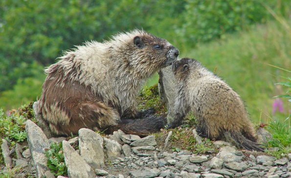 marmot-and-baby-with-fur-pulled-out