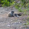 marmot-babies-at-den