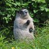 marmot-eating-grass