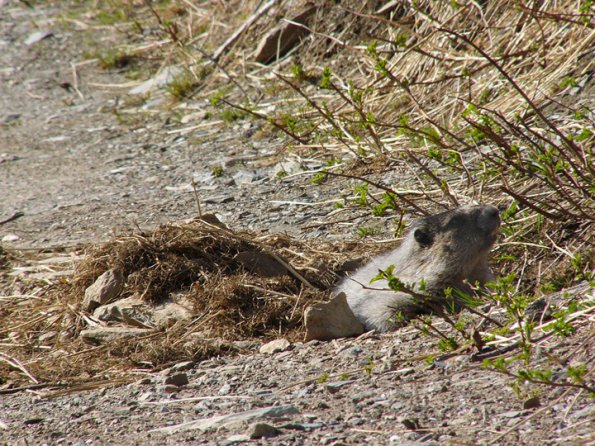 marmot-just-emerged-from-winter
