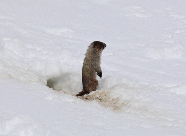 marmot-just-emerged