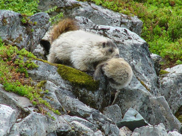 marmot-mother-carrying-a-baby